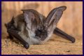 10 Crazy Facts About Bats
