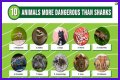 15 Animals Surprisingly More Deadly Than Sharks