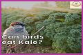 Can Birds Eat Herbs? - Kylon Powell