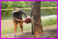 Cut down as a tree limb