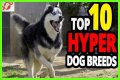 Does royal canin make dogs hyper?