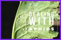 Does Sulphur Kill Aphids? - Kylon Powell