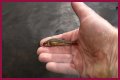 How long will minnows stay alive?