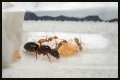 How To Get Ants Out Of Keurig?