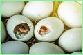 How To Make Bird Eggs?