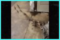 Rats Run Out From Under Homeless Person's Blanket on NYC Subway Platform