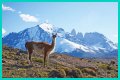 Wildlife in Patagonia: 20 Amazing Species